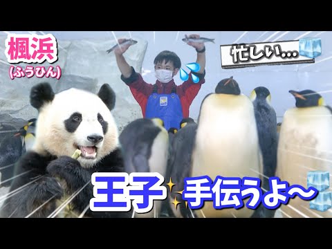 【パンダアイドル楓浜】氷🧊カキカキ🐼忙しい王子のお手伝いでアピールするふうちゃん❗️