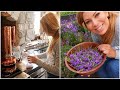 How to make essential oils from the garden  harvesting  distilling lavender