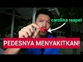 JANGAN DITIRU! MAKAN CABE TERPEDAS DI DUNIA - CAROLINA REAPER