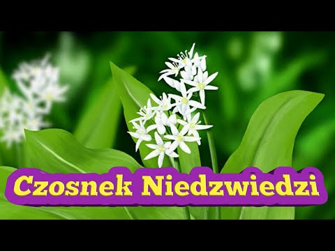 Wideo: Dlaczego Czosnek Niedźwiedzi Jest Przydatny?