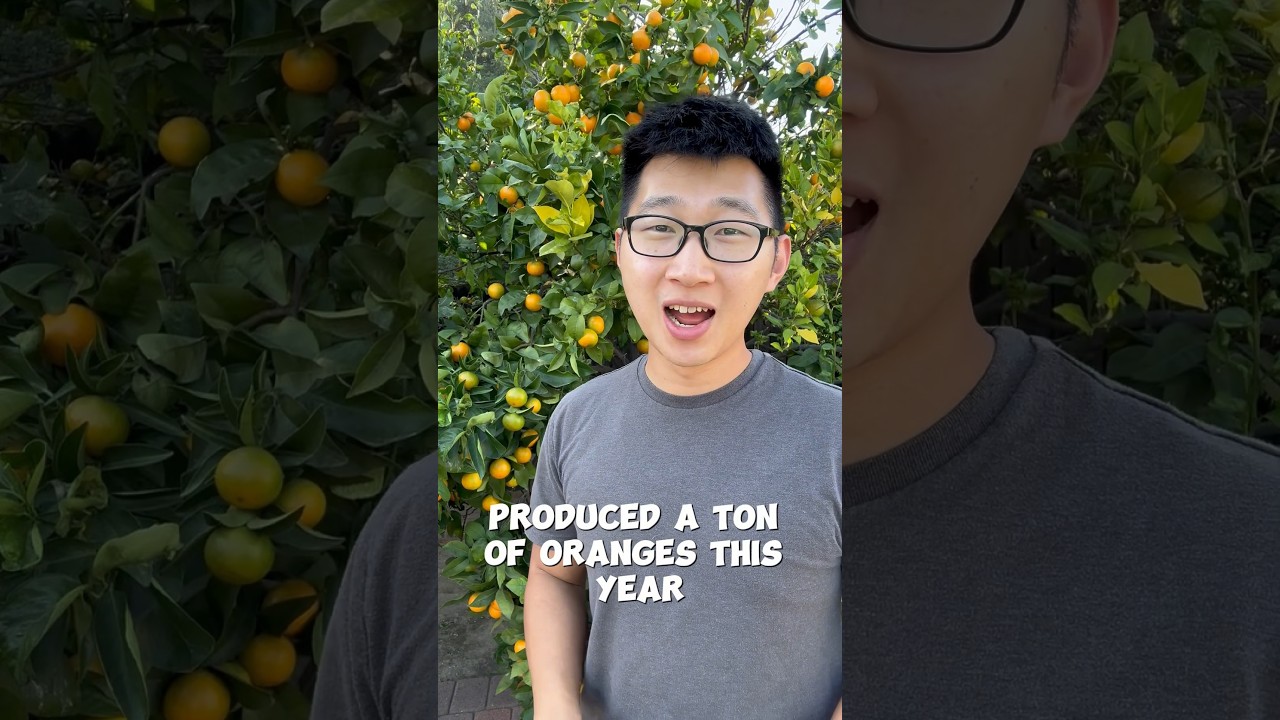 This mandarin orange tree is facing a TINY problem. Let’s take a look at why! 