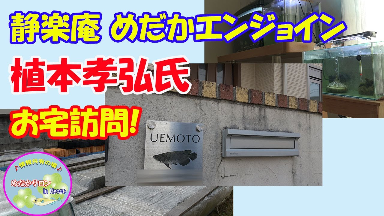 第36回 めだか愛好家お宅訪問【植本孝弘氏】
