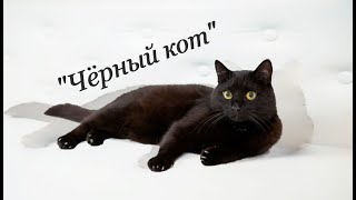 Чёрный кот