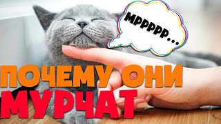 Почему кошка мурлыкает?| Что значит если кошка мурчит? | Интересные факты