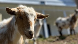 A York County family farm started during the pandemic continues to thrive