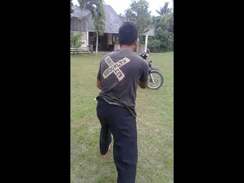 Pesilat gagak hitam 