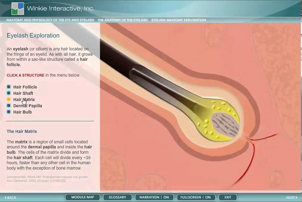 ANATOMY HAIR GROWTH ANATOMY HAIR SHAFT - YouTube