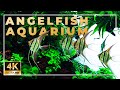 A stunning 650liter angelfish planted aquarium  4k cinematic