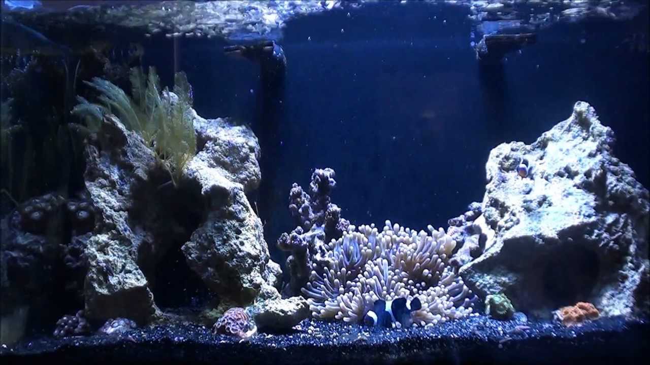 Innovative Marine 16 gallon nano 4 month update