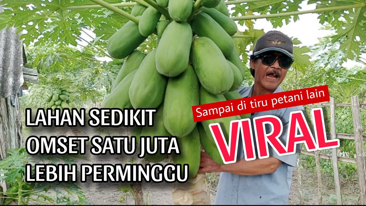 PELUANG BISNIS MENJANJIKAN !! BUDIDAYA PEPAYA MUDAH HASIL MELIMPAH
