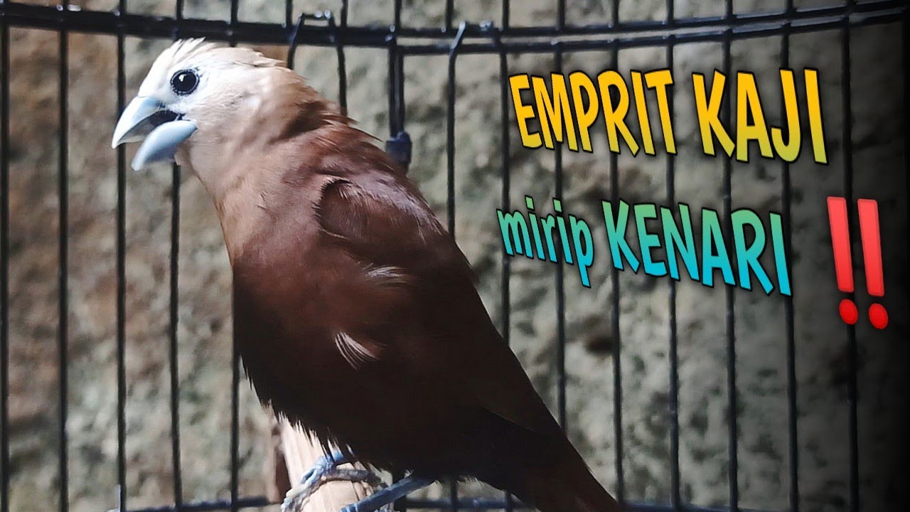 Suara Burung Emprit Kaji Om Kicau: Mengenal Lebih Dekat Suara Unik Burung Emprit