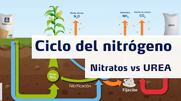 ¿Ayuda el nitrógeno al crecimiento de las raíces?