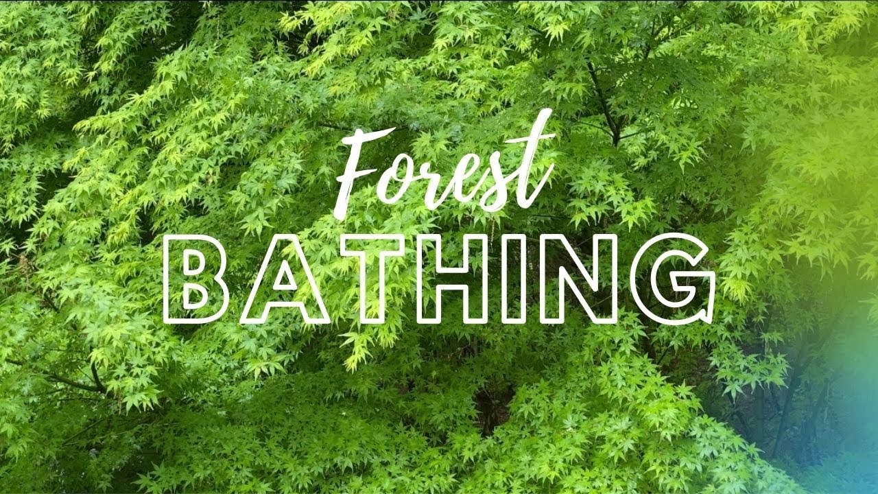 10 benefits of FOREST BATHING | SHINRIN YOKU | 森林浴 - YouTube