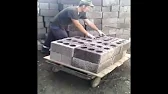 Два енота