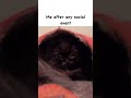 #catsofınsta #catsofig #catlife #katze #neko #scottishfoldlovers #chat #kot #gatosfofos #gatos #cats