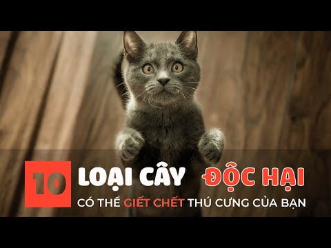 Video: Cây Độc Đối Với Mèo: Cây Có Độc Đối Với Mèo