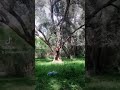 مرحبا بك في شيشاوة دار حماد