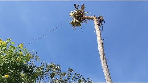 thợ cưa ba chúc cưa cây dừa . Cưa cây kỹ thuật cao