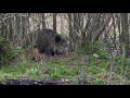 Wild boar clean up the planet (Dzik sprząta planetę)