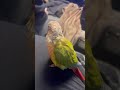 Conure doesn’t like Fortnite #parrot #fortnite #cute #petbirds #conure #trending #shorts