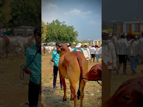 गंगाखेड बैल बाजार लाईव्ह सौदा #गंगाखेडबैलबाजार #bullfarm #शेतकरीराजाबैलबाजार #shorts
