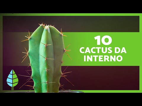 Video: Astrophytum Cactus Care - Suggerimenti per la coltivazione di piante di cactus stellari