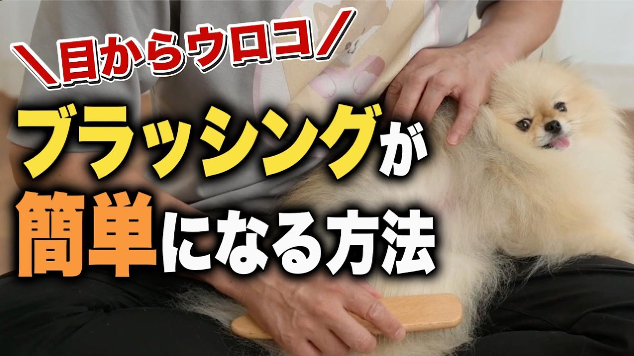 Super Simple Tips for Dog Brushing That Also Help with Training 