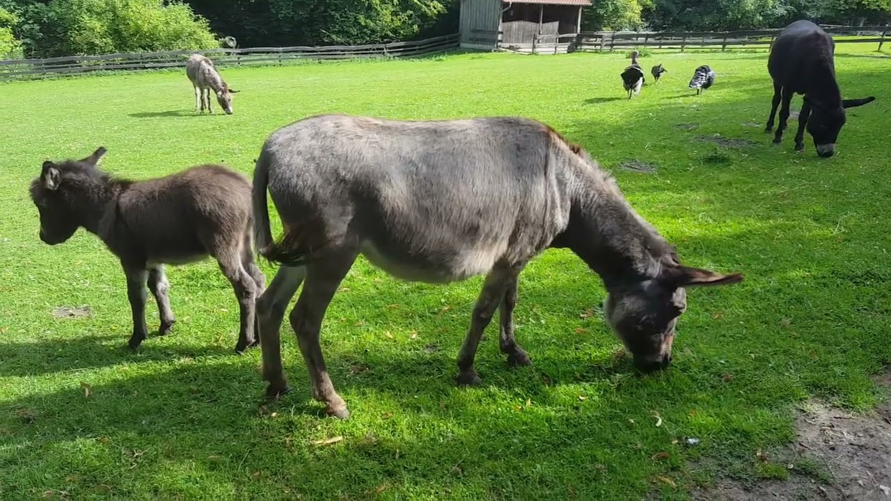 Donkey, Equus africanus asinus