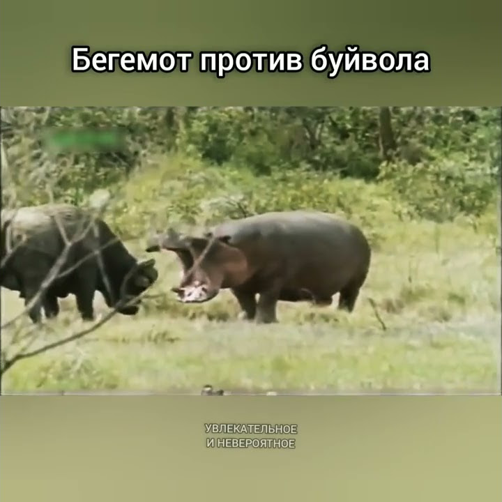 Самых опасных животных африки. Самые опасные животные африки. Самые опасные животные африки. Буйвол бегемот. Буйвол бегемот.