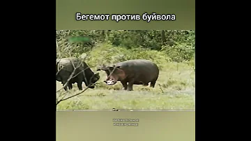 Бегемот против буйвола