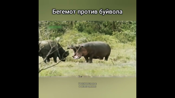 Бегемот против буйвола
