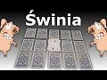 Gra w karty - Świnia - YouTube