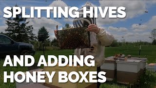 Splitting Hives And Adding Honey Boxes screenshot 2