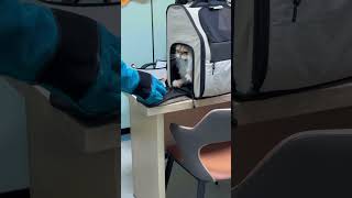 Cat resists leaving carrier at vet in Shanghai Wealth