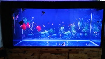 Bể cá Đĩa nuôi chung với Thần tiên và 7 màu