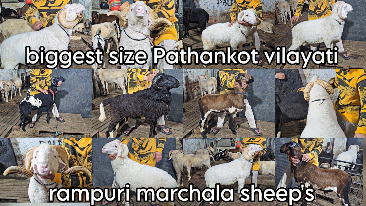 AWS GOAT FARM | BIGGEST SIZE SHEEP | VILAYATI SHEEPS | MARCHALA & RAMPURI SHEEPS 