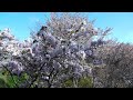 奈良　吉野山　桜咲く