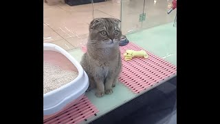 Cute cats living in a pet store. 귀여운 고양이들이 애완동물 분양 가게에서  지내기 ..住在宠物店里的可爱猫咪...Jeonju ...全州市.....KOREA