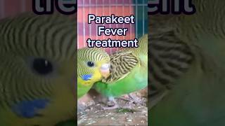 Very Easy Parakeet Fever Treatment Lightning