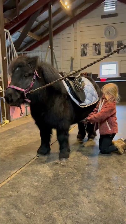 Tack up with Ella and Black❤️ #pony #kids #shetlandpony #equestrian #shortsvideo