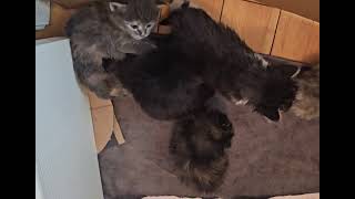 Cute kittens playing. by Just a Foster Cat Mom 105 views 1 month ago 1 minute, 5 seconds