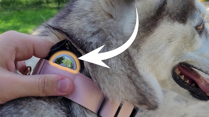 Ring Pet Tag, Help Your Missing Pet Make It Home Safe