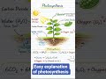 #NEET# photosynthesis easy explanation ##