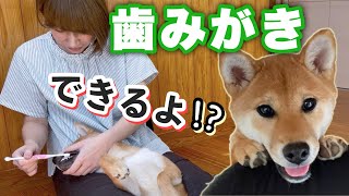 【神回♪】ヶ月の柴犬に『歯磨きがおりこうになる魔法』をかけてみた