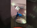blue and light pink cutest fighter fish #song#fishtank #fishing #aquarium #fish #fightingfish  #like