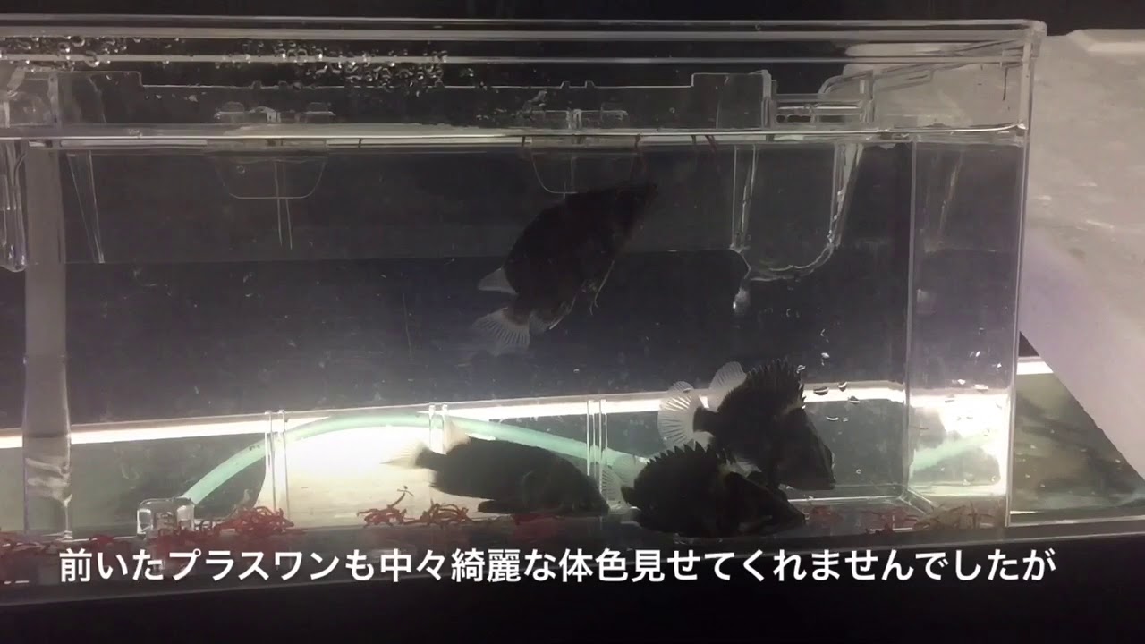 アロワナ水槽 2日間水槽ライト点けっぱなしにしてたらアロワナに変化が Youtube