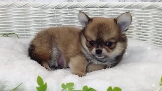 チワワロング♂2507D0708 - YouTube