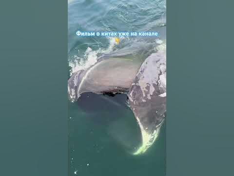 Какая длина кита? #шантарскиеострова #шантары #туристссср # ...