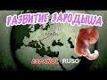 КАК РАЗВИВАЕТСЯ ЭМБРИОН - Desarrollo embrionario - с субтитрами - Reportaje 5.