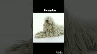 Do Komondor dogs naturally have dreadlocks? #shorts #youtubeshorts #viral #facts #amazing